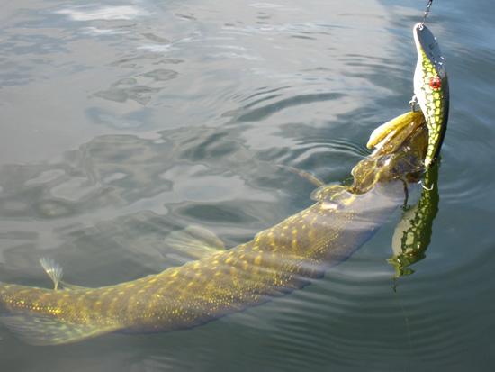 Nice :) - pescuit-amator-la-stiuca-in-delta-dunari.jpg